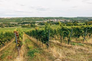 Magnum de vin : le grand format qui fait garder