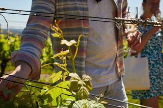 Bovin Rouge AOP Limoux - Anne de Joyeuse