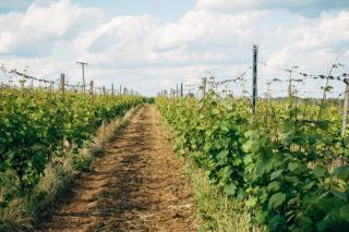 Terroir de Vigne et de Truffe Réserve Blanc - Sieur d’Arques