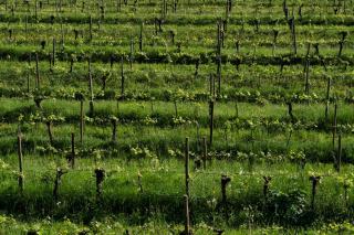 Camas Merlot rouge - Anne de Joyeuse