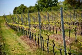 Galets roulés couvrant une parcelle de vigne sous le soleil du Rhône