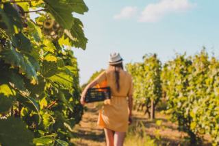 AOP Languedoc : ce que l'appellation impose face à l'IGP
