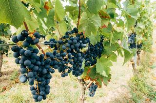 Pourquoi le cépage carignan revient dans le Languedoc