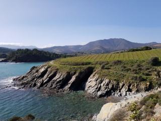 Clairette du Languedoc : le blanc rare de l'Hérault